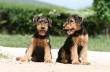 AIREDALE TERRIER 324